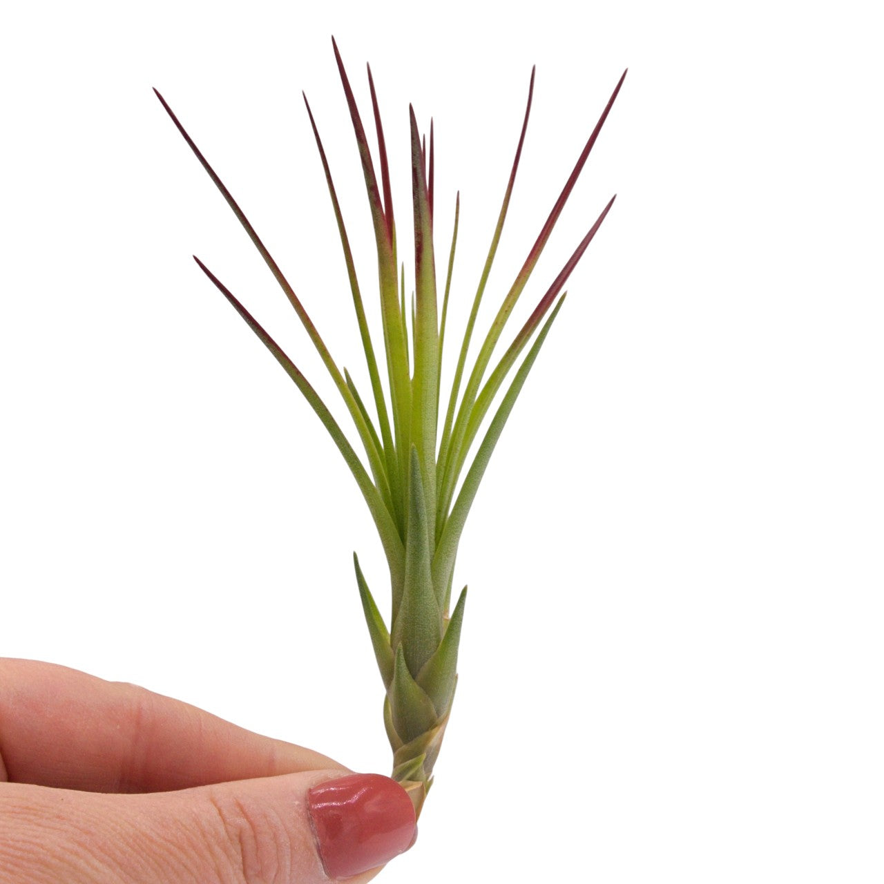 Tillandsia Tricolor Melanocrater Enhanced red