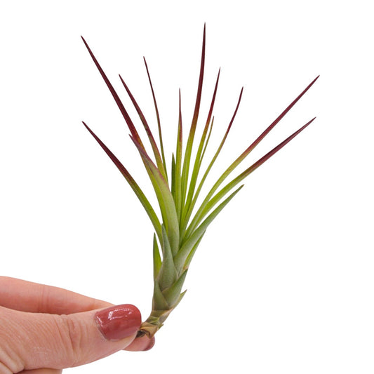 Tillandsia Tricolor Melanocrater Enhanced red
