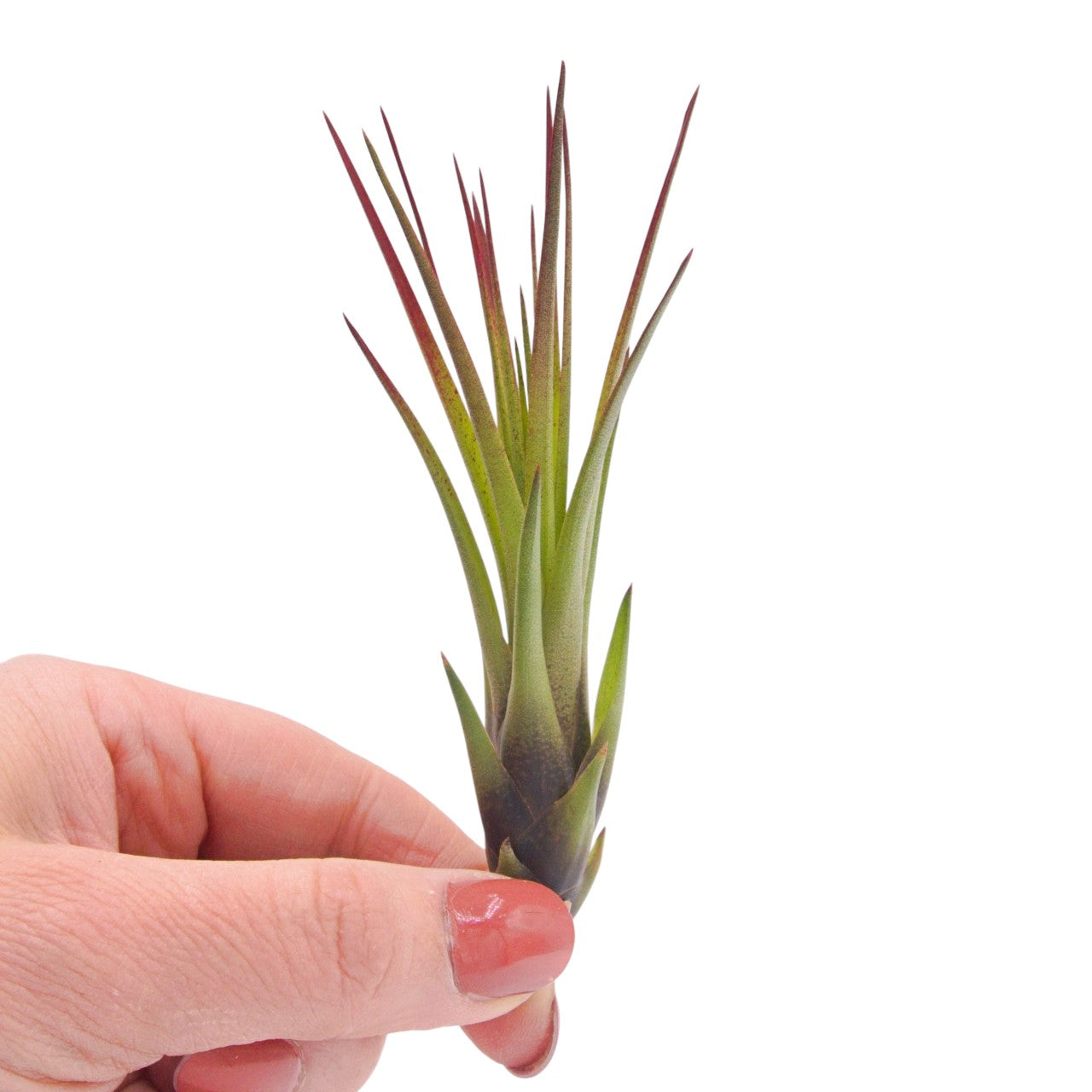 Tillandsia Tricolor Melanocrater Enhanced red