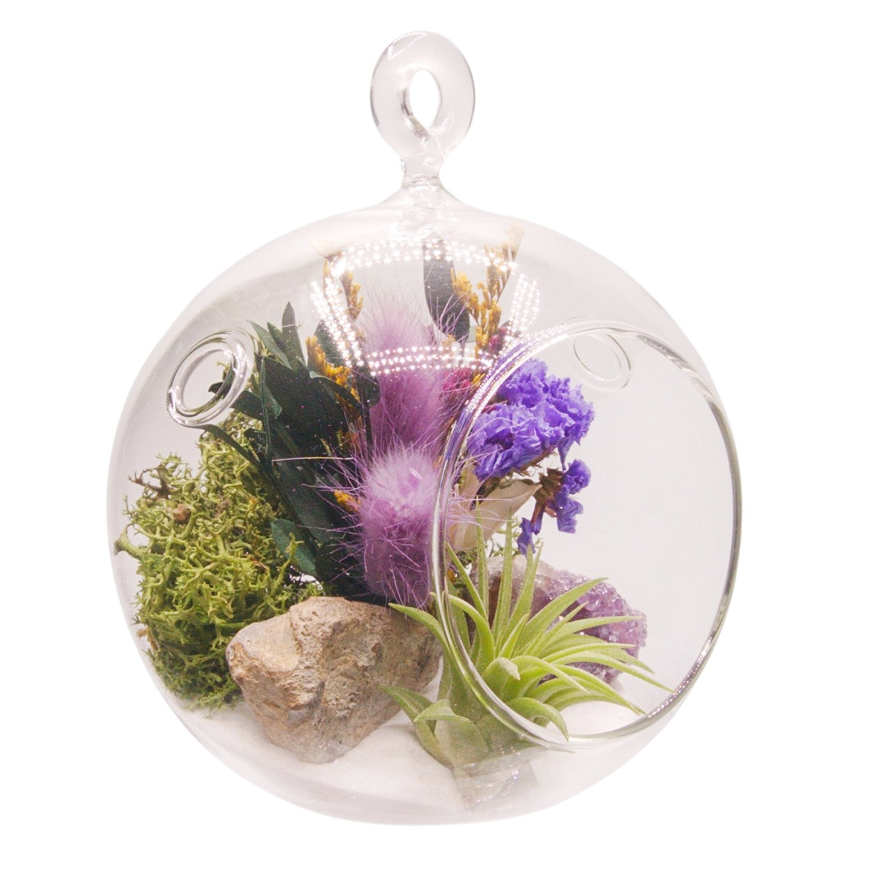 Terrarium à bulles de plante aérienne - Violet