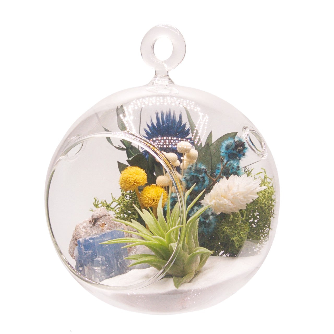 Airplant Bubble Terrarium Small - Blue