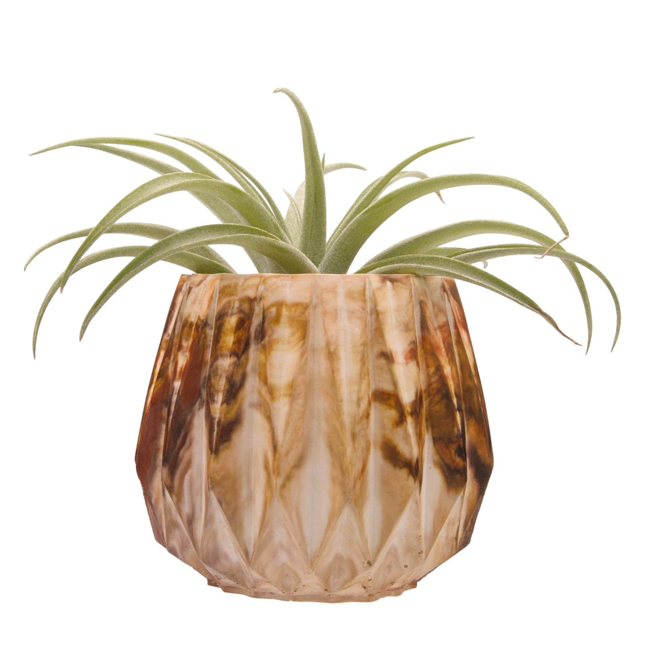 Monique hydrostone airplant pots