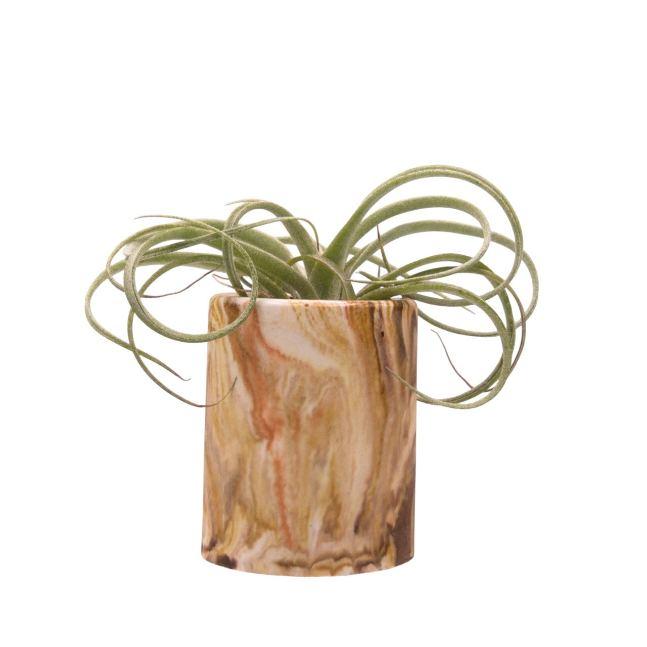Monique hydrostone airplant pots
