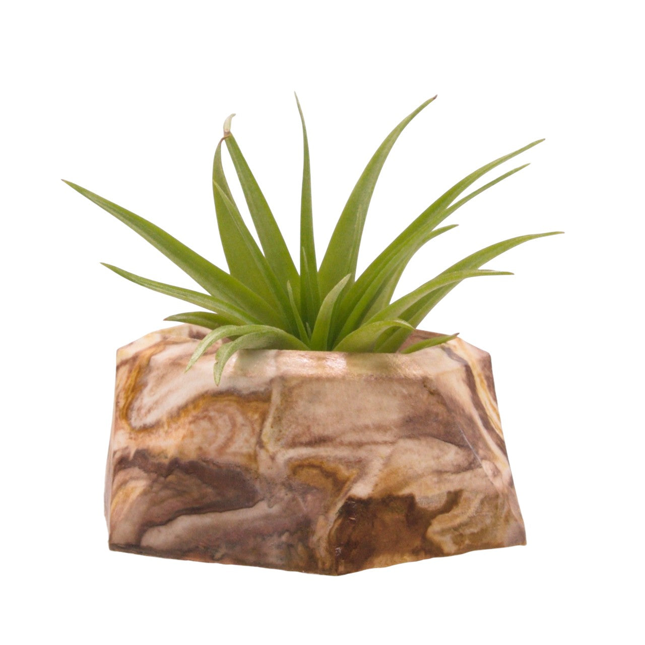Monique hydrostone airplant pots