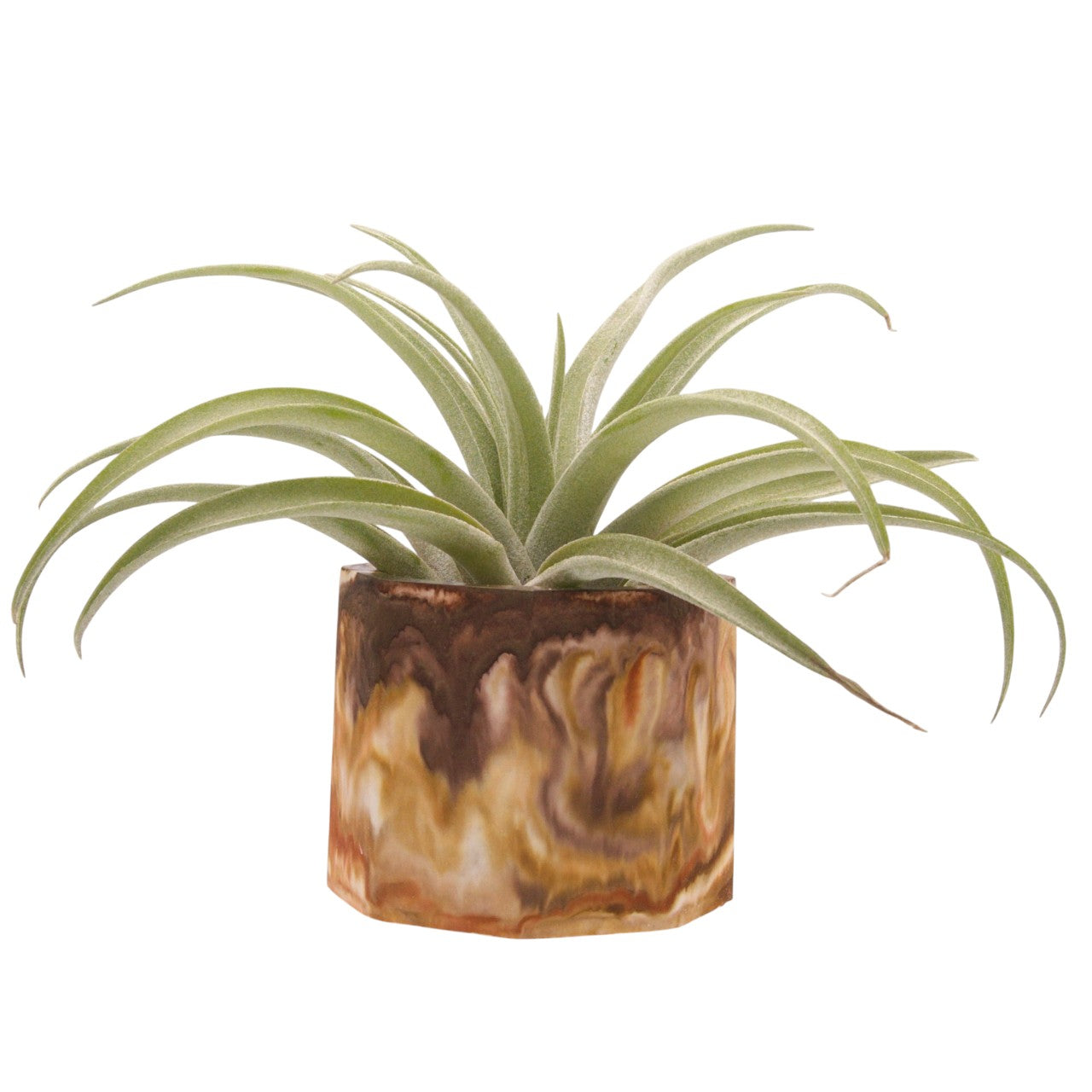 Monique hydrostone airplant pots