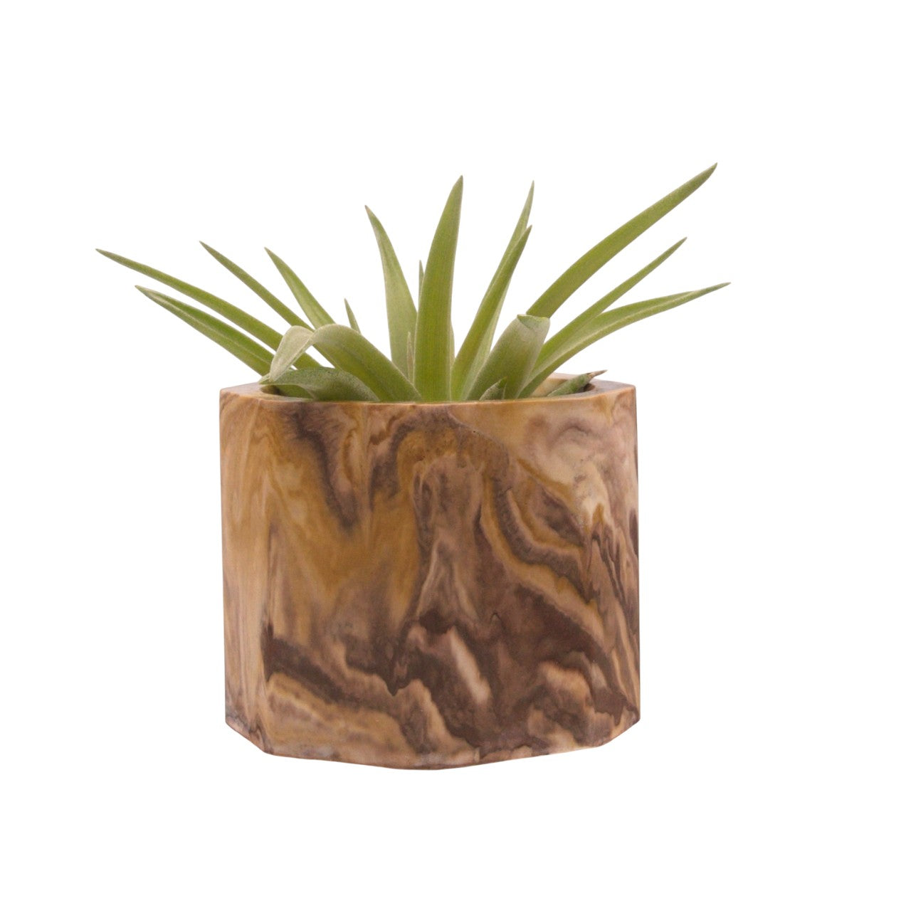 Monique hydrostone airplant pots