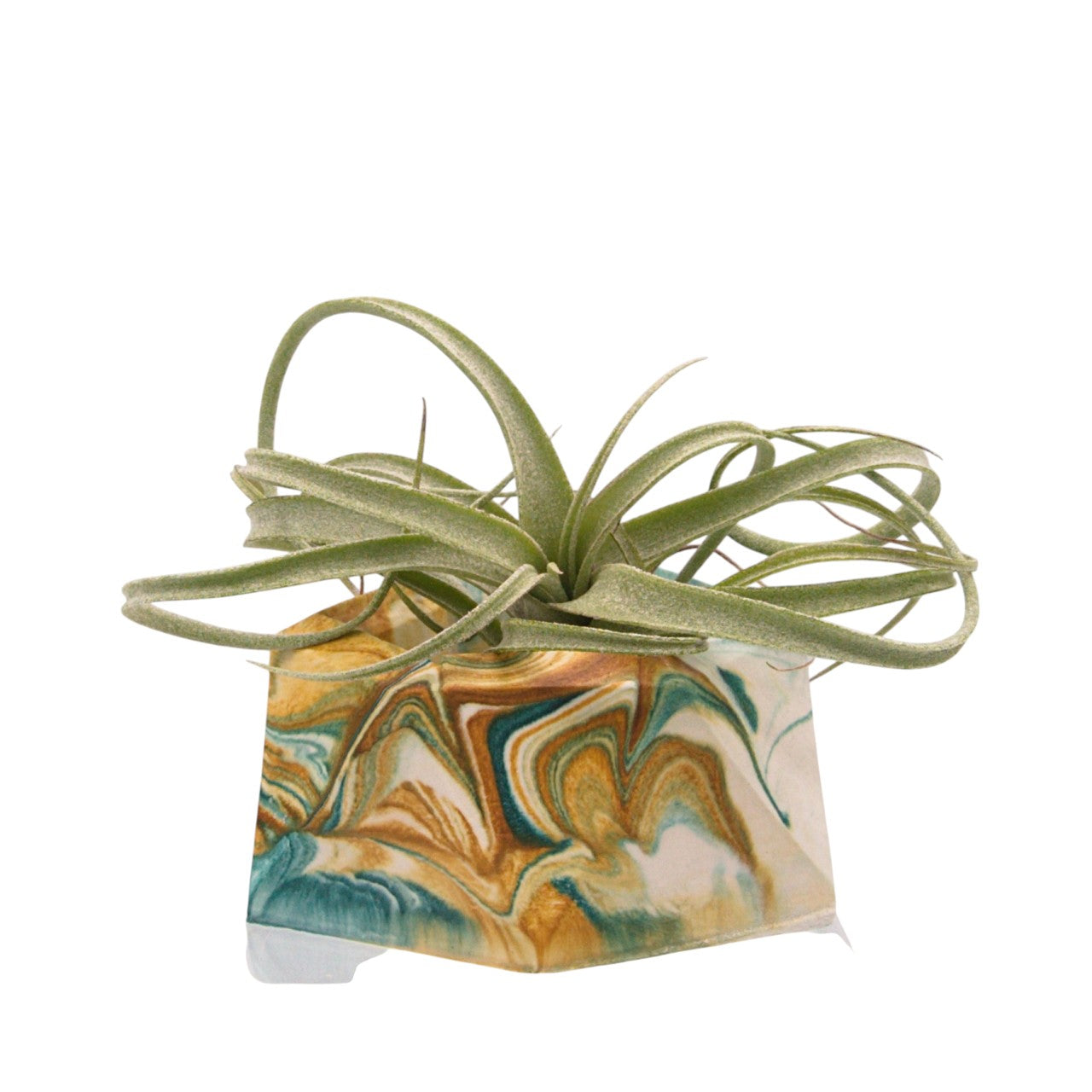 Suzanne hydrostone airplant pots
