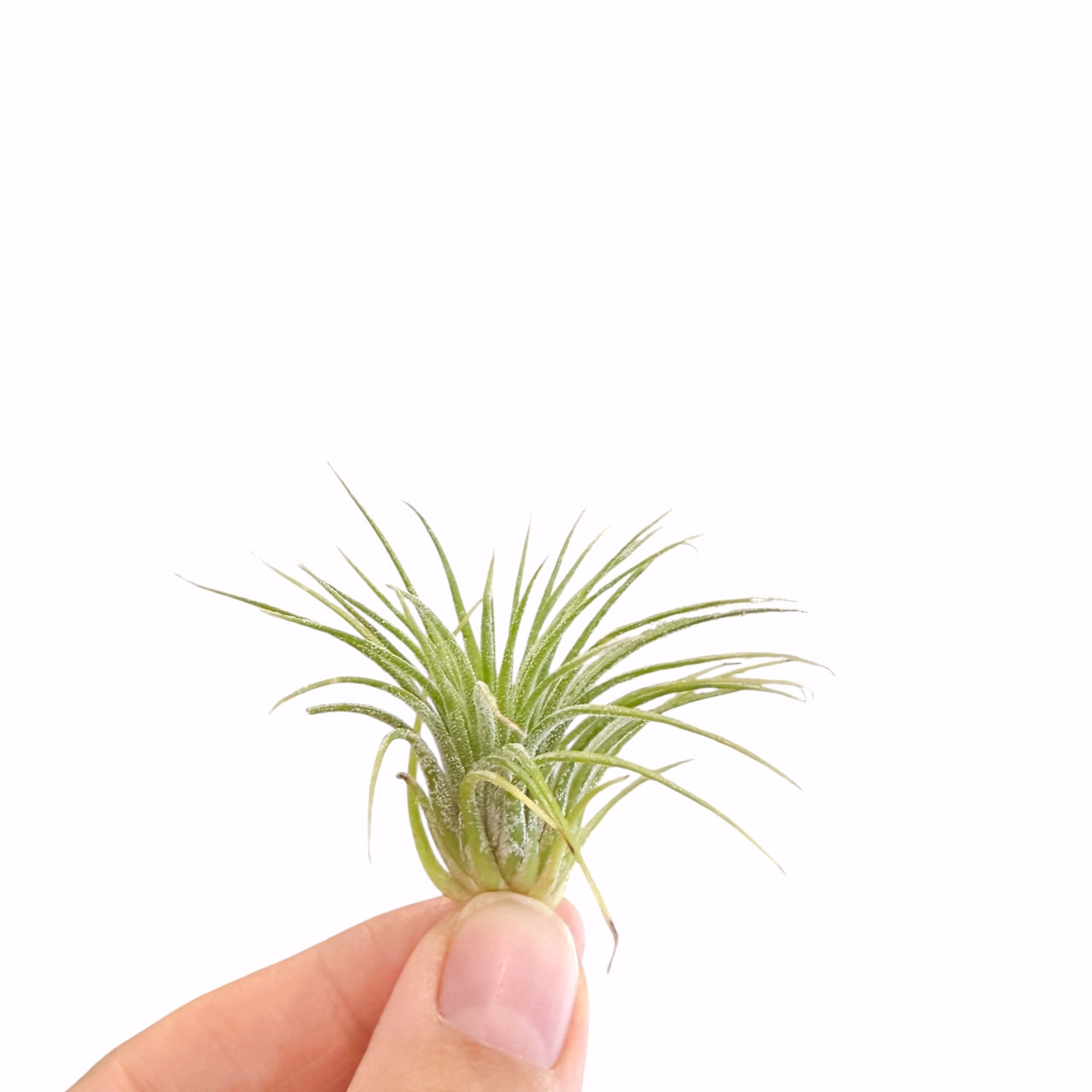 Tillandsia Ionantha Fuego 