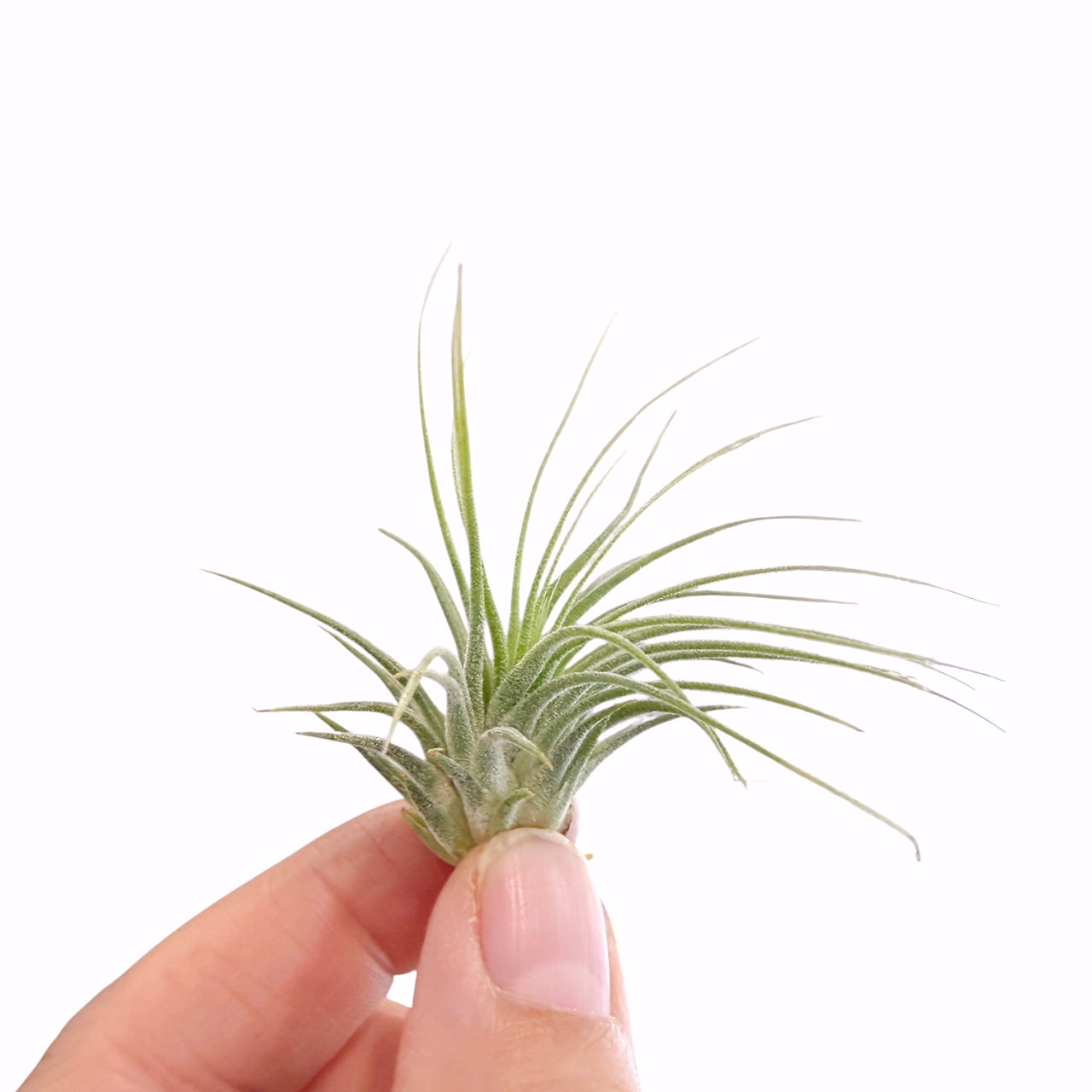 Tillandsia Ionantha Fuego 
