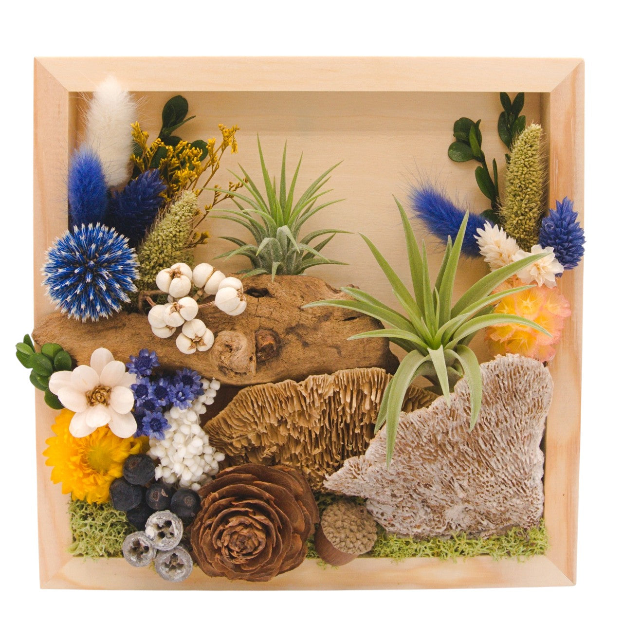 Airplant Landscape Frames 8x8 Blue Flowers