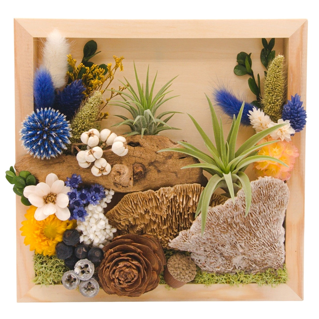 Airplant Landscape Frames - 8x8