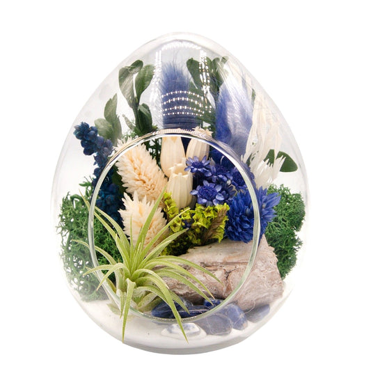 Terrarium plante aérienne en forme de dôme - cristaux de sodalite