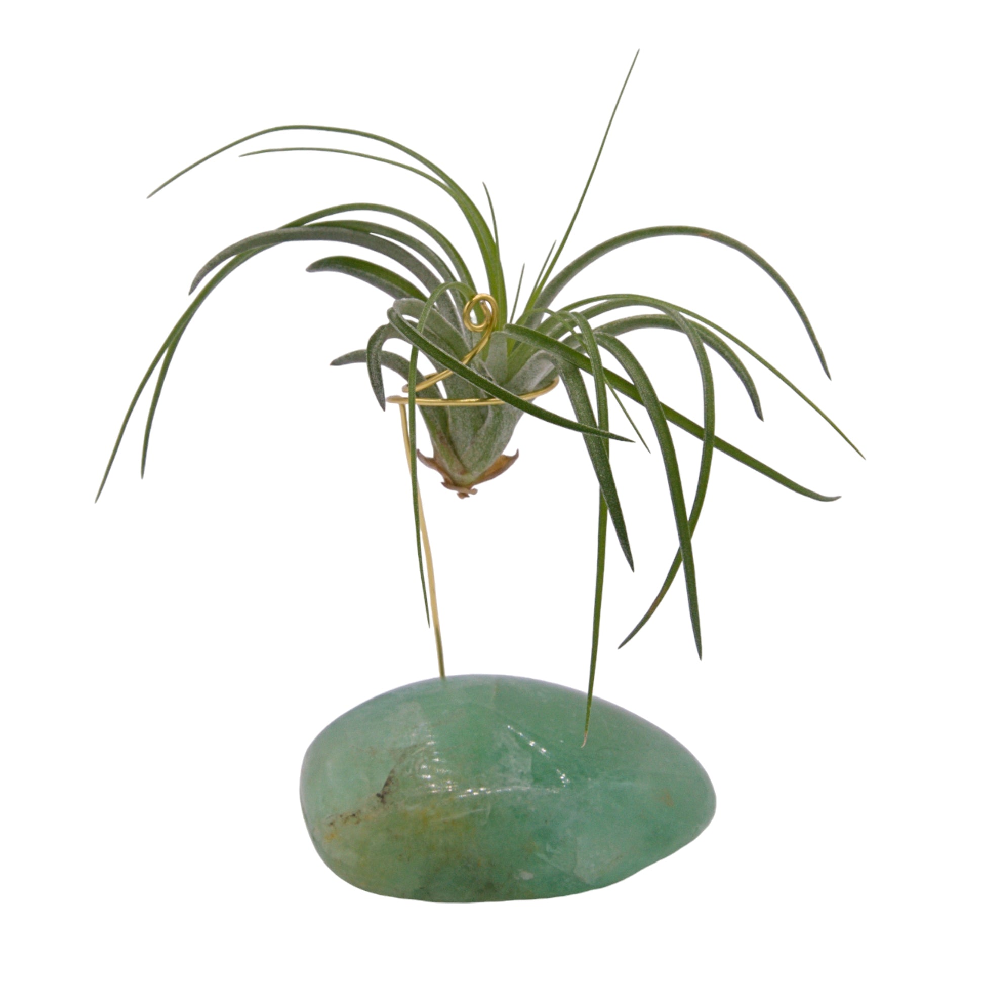 Fluorite palm crystal airplant holder
