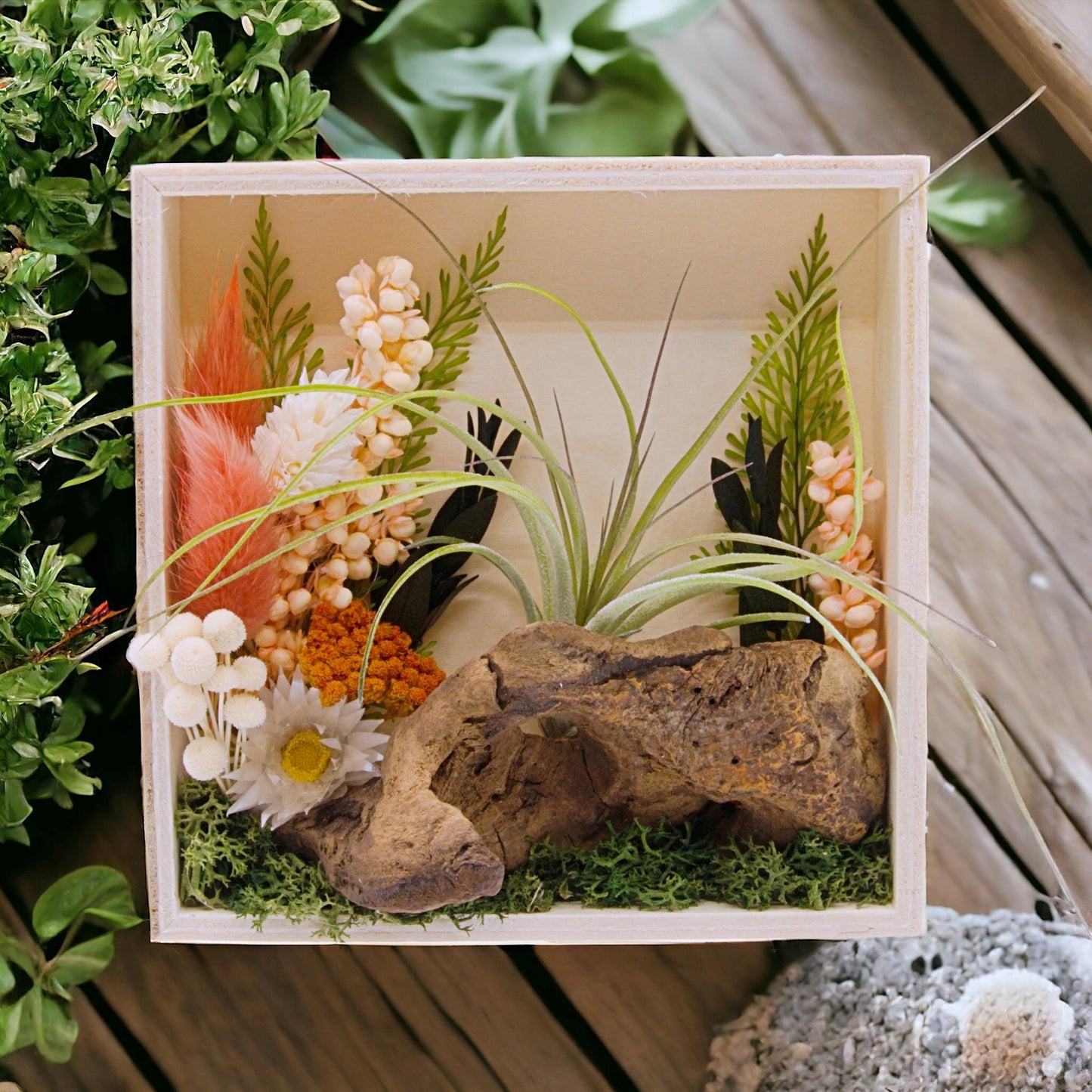 Airplant Art Frames - Square Coral