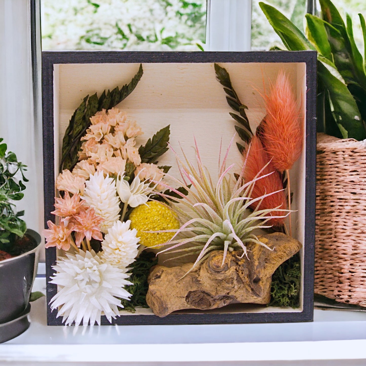 Airplant Art Frames - Square Coral