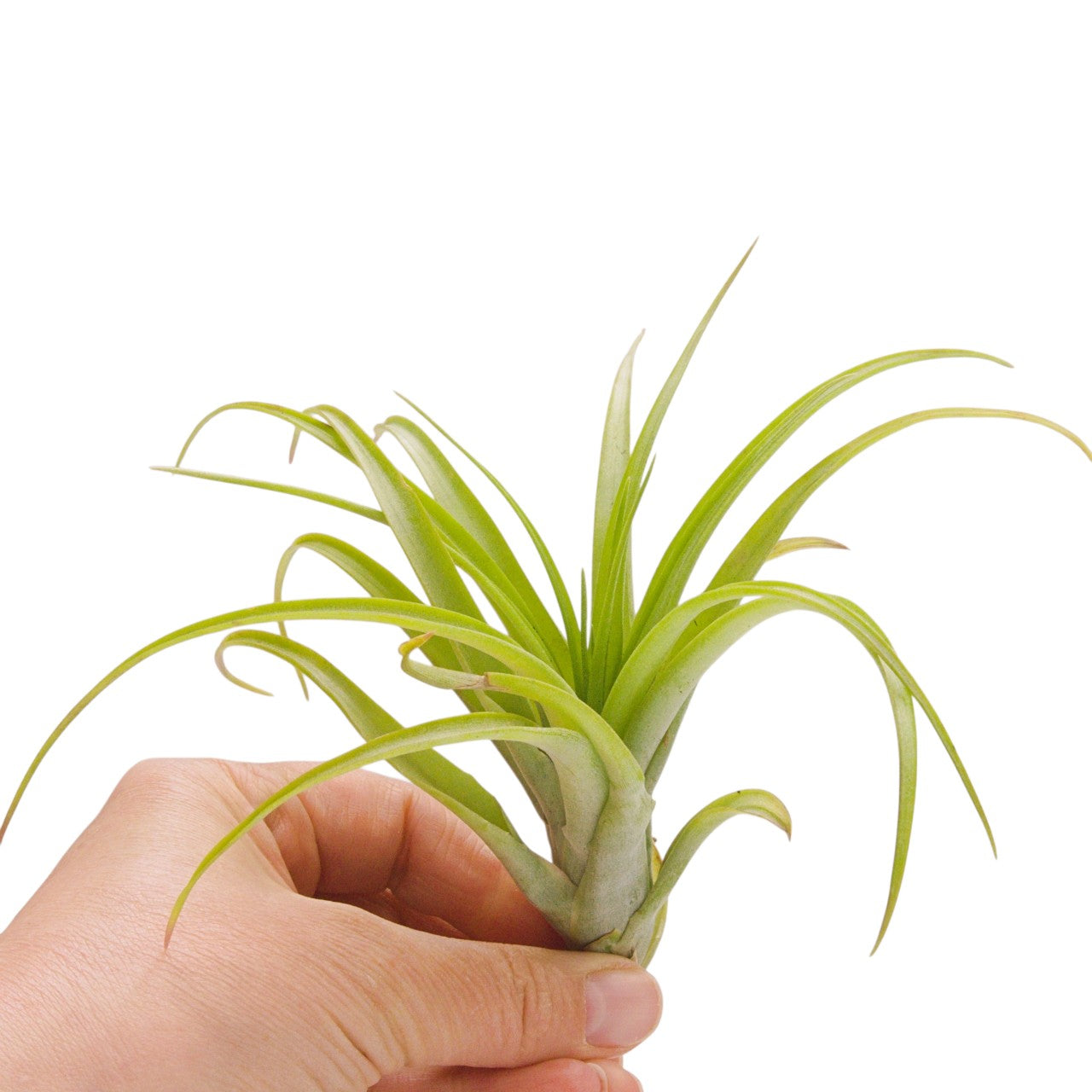 Tillandsia Brachycaulos Vert