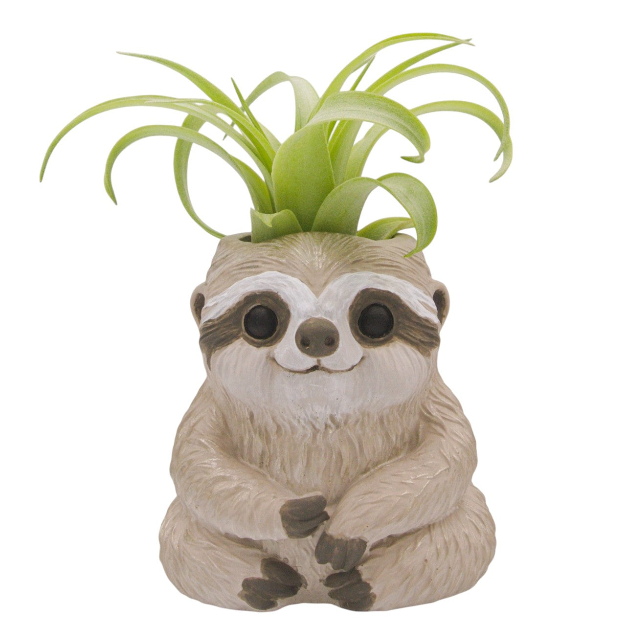 Tillandsia Brachycaulos Vert