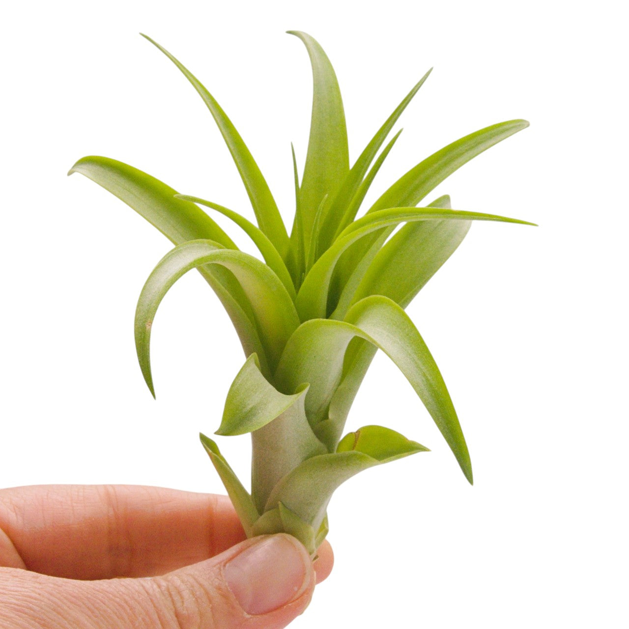 Tillandsia Brachycaulos Vert