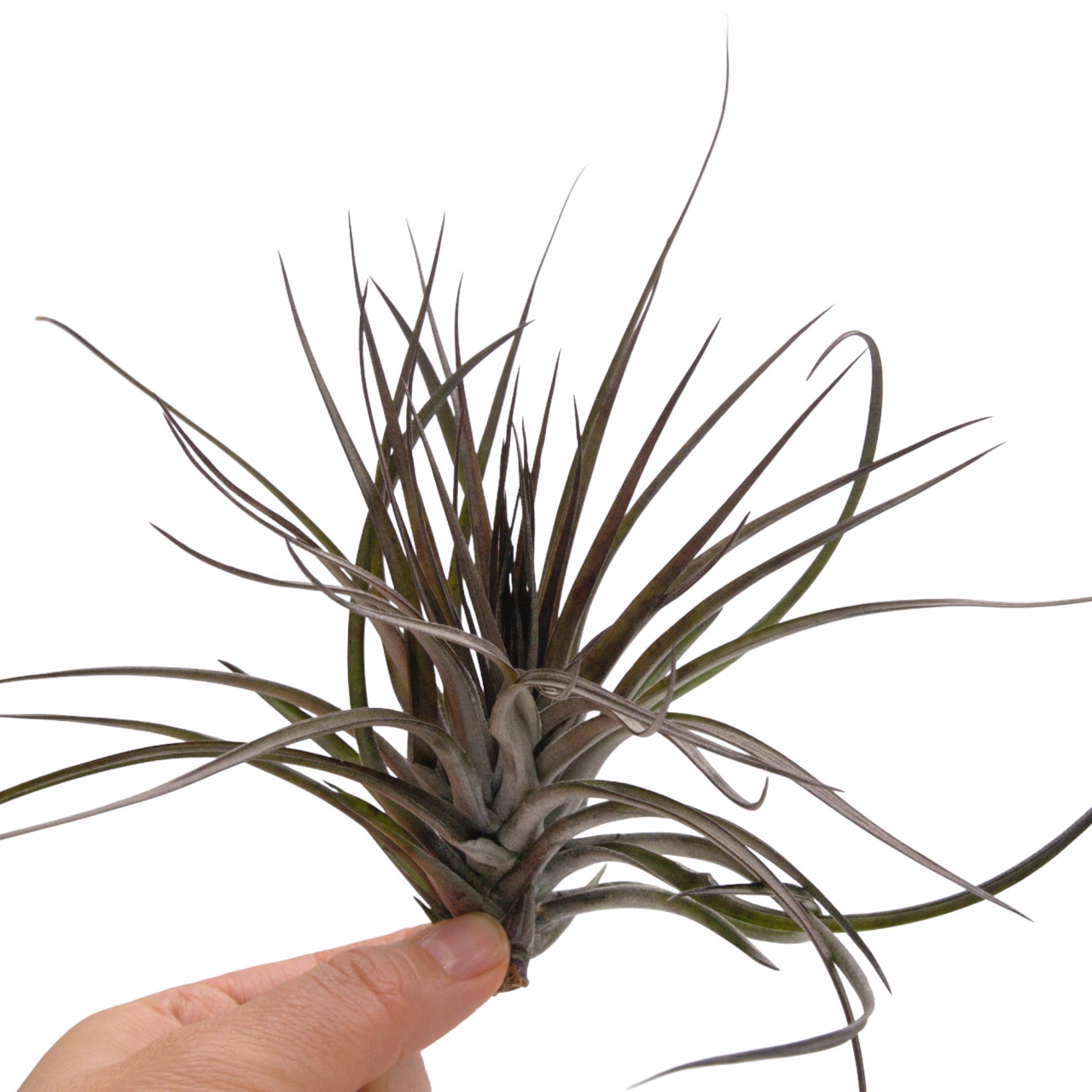 Tillandsia Stricta Midnight