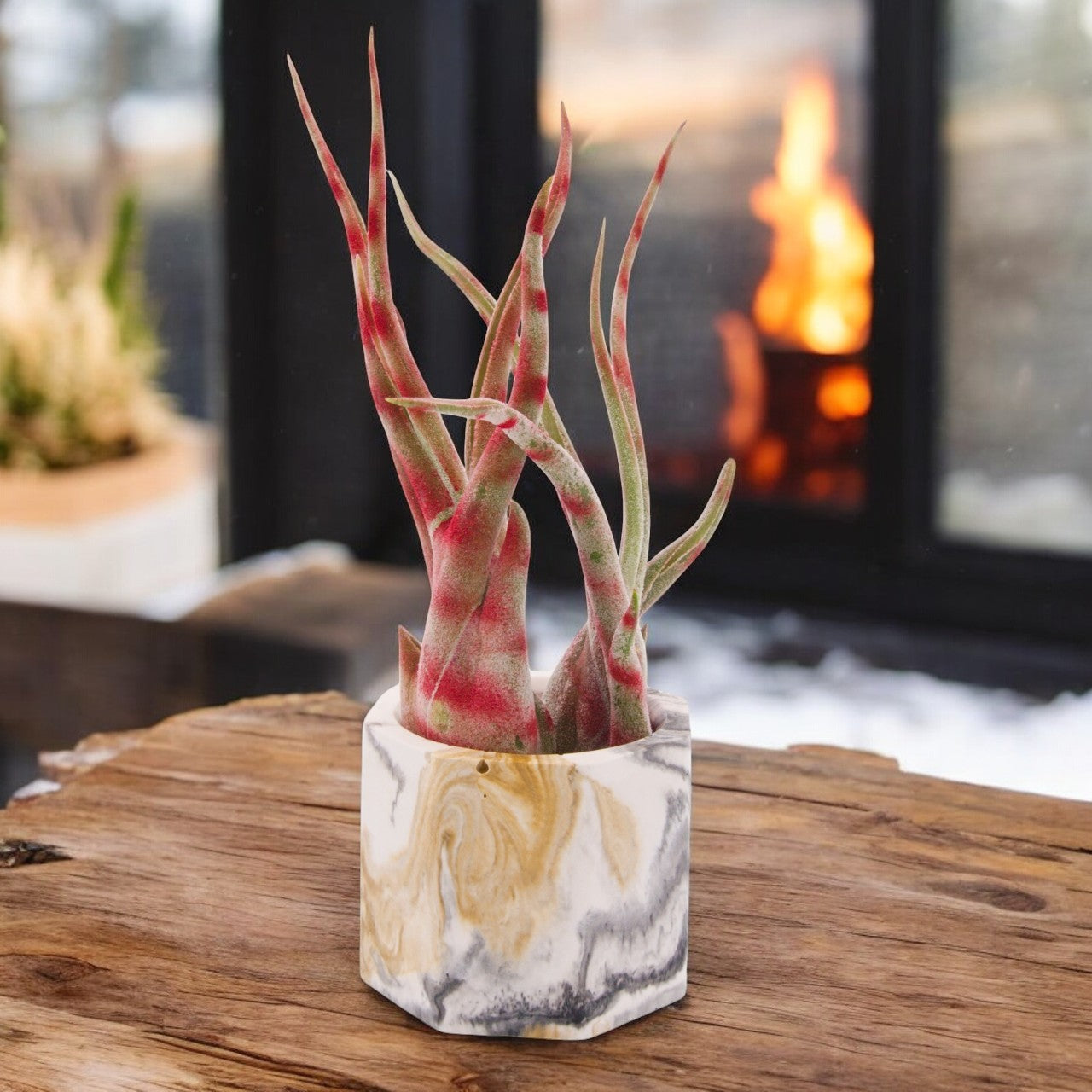 striped air plant Tillandsia Caput Medusae