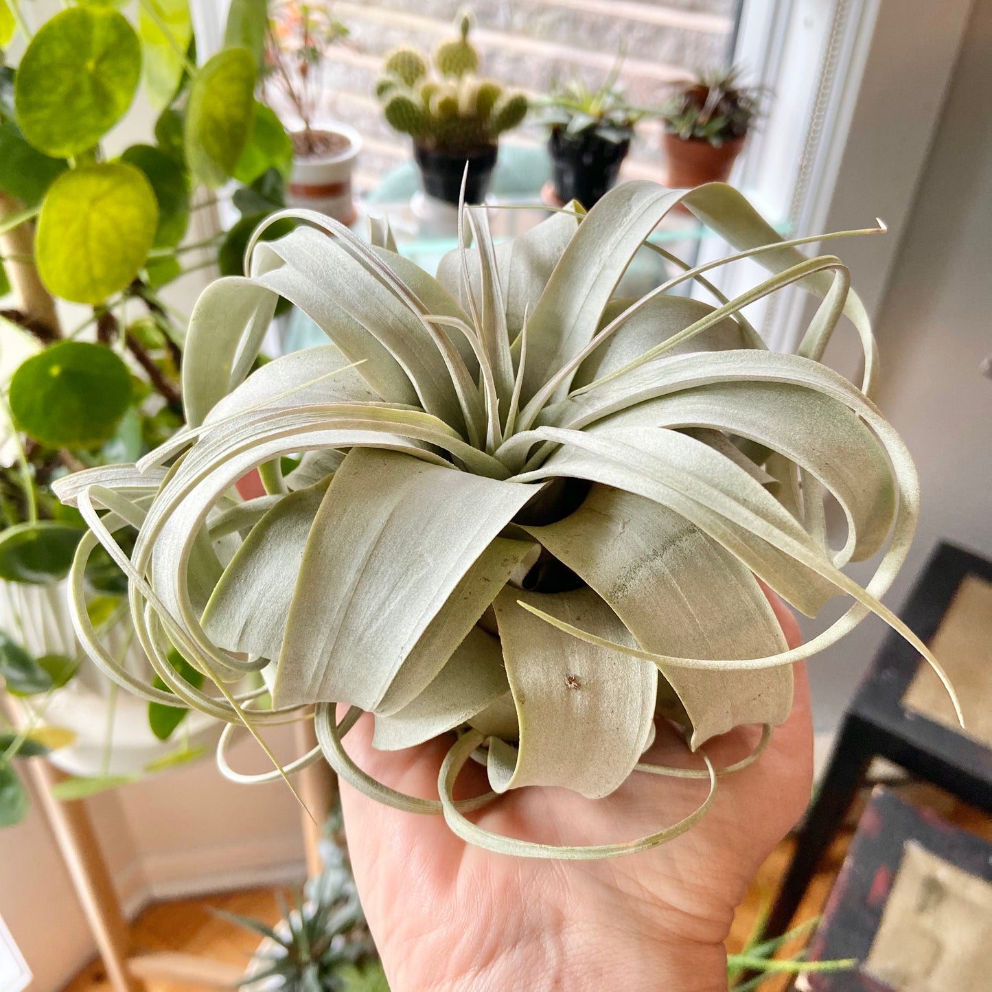 Tillandsia airplant Xerographica