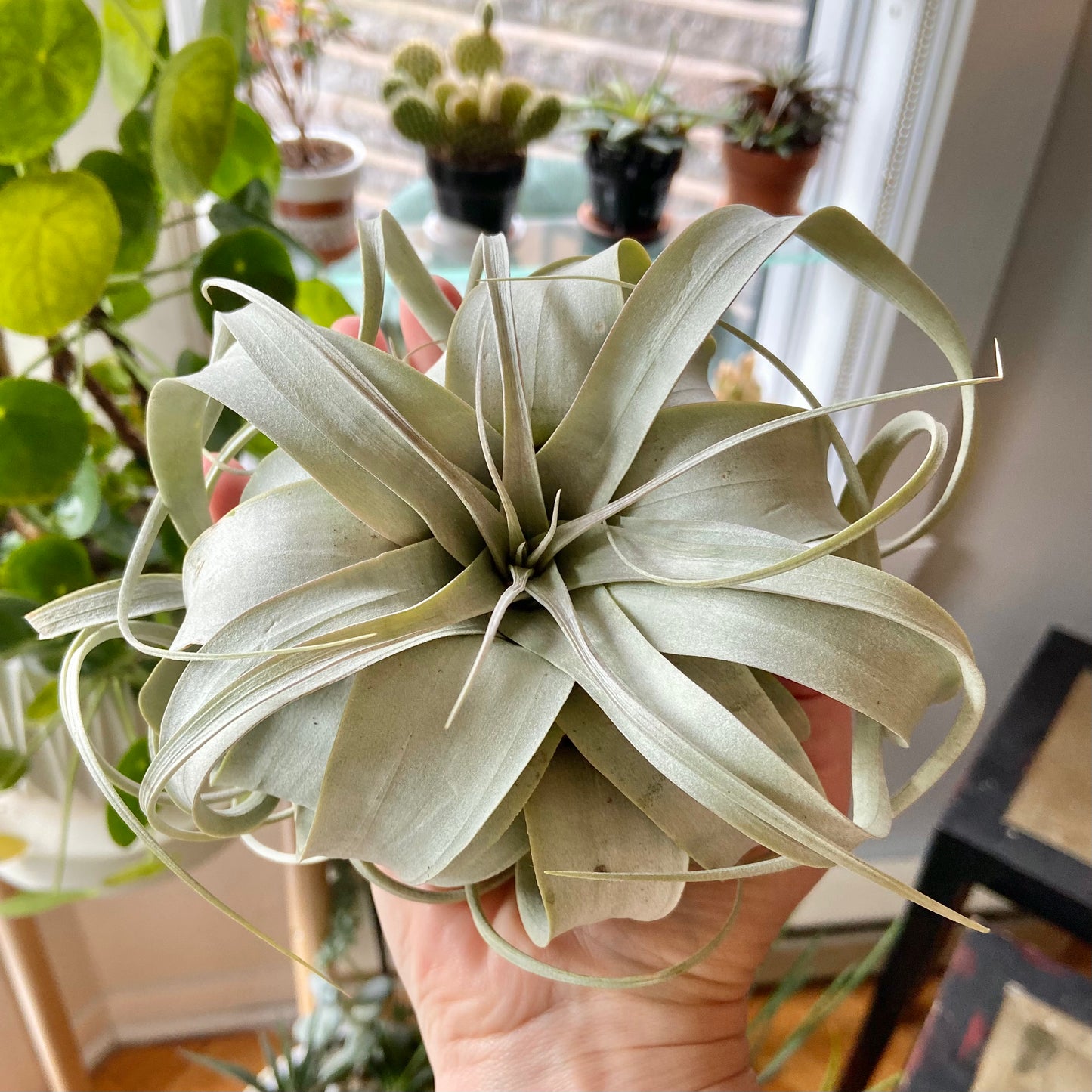 Tillandsia airplant Xerographica