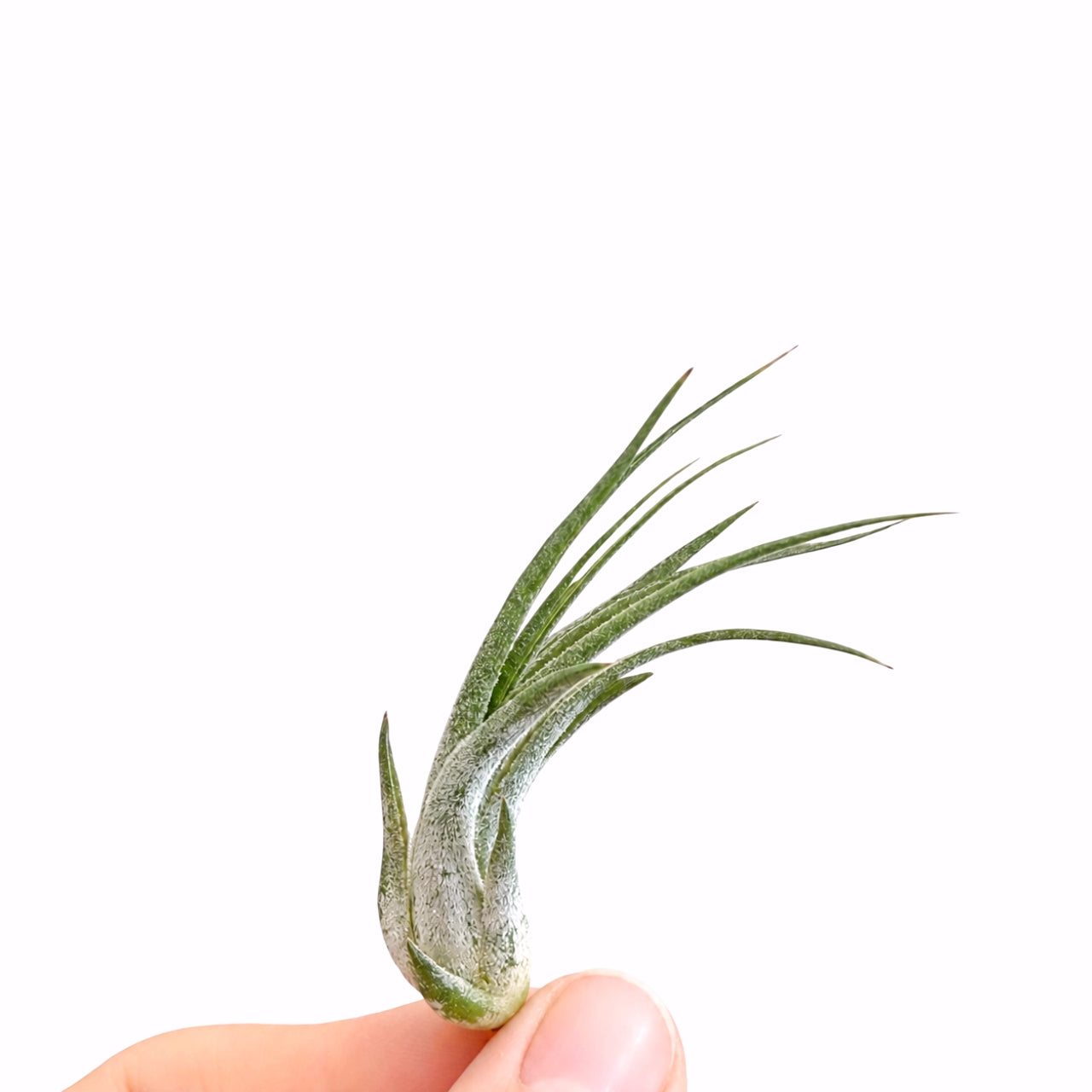 Tillandsia Ionantha Scaposa