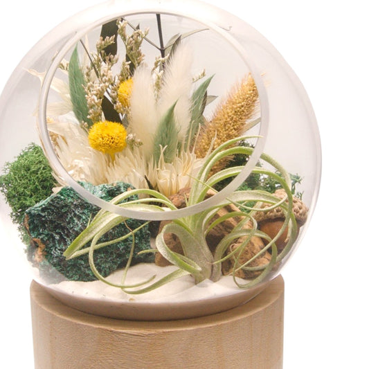 Terrarium à bulle grand avec base en bois et cristal de malachite