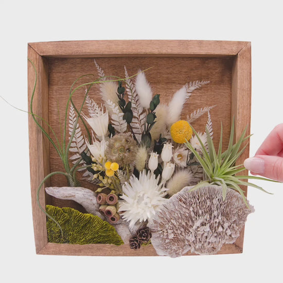 Stained wooden square frame with dried flowers, moss, dried mushrooms, dried flowers and two airplants or tillandsias.  This video shows how easy it is to remove the airplant to water it.