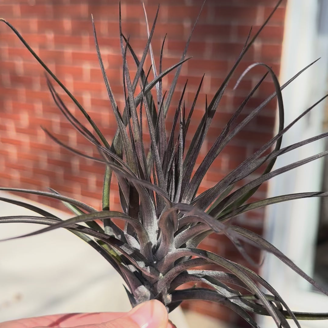 Tillandsia Stricta Midnight – Plant Babies Terrariums