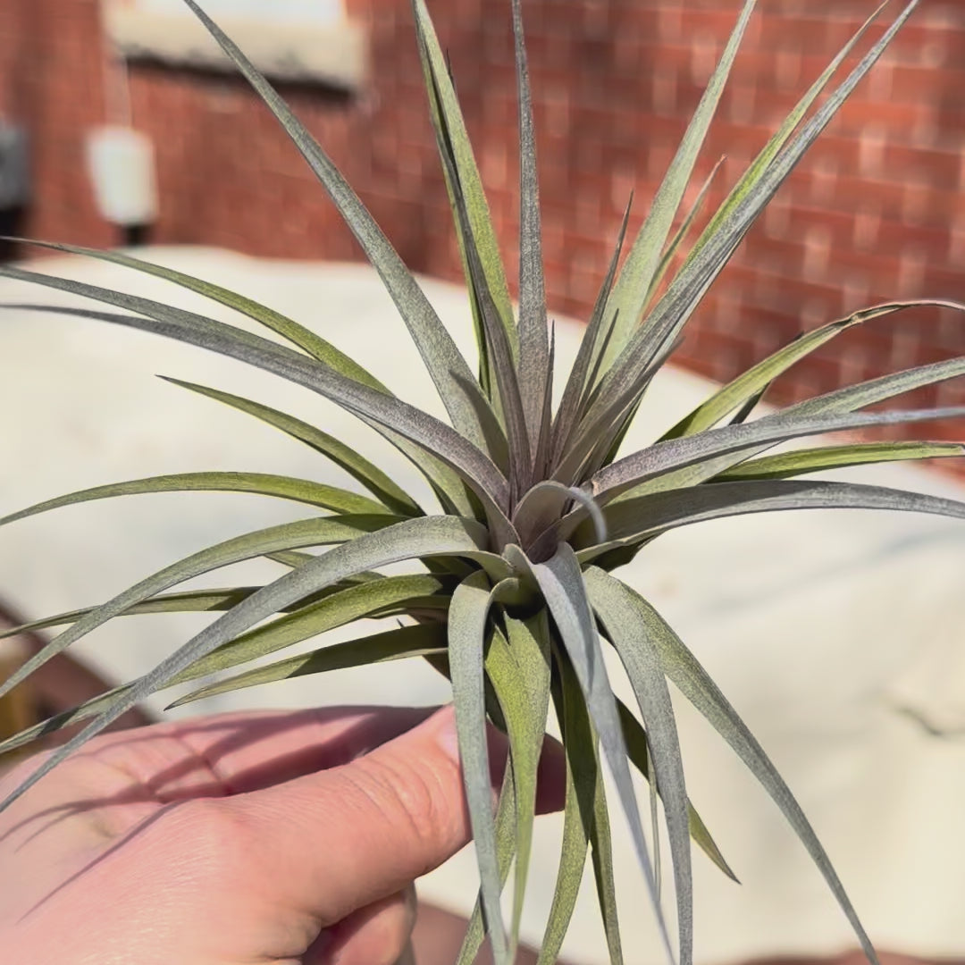 Tillandsia Aeranthos Negra – Plant Babies Terrariums