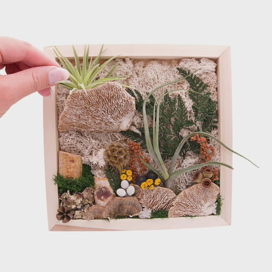 Square wooden box frame filled with reindeer moss, dried flowers, dried mushrooms and two airplants or tillandsias