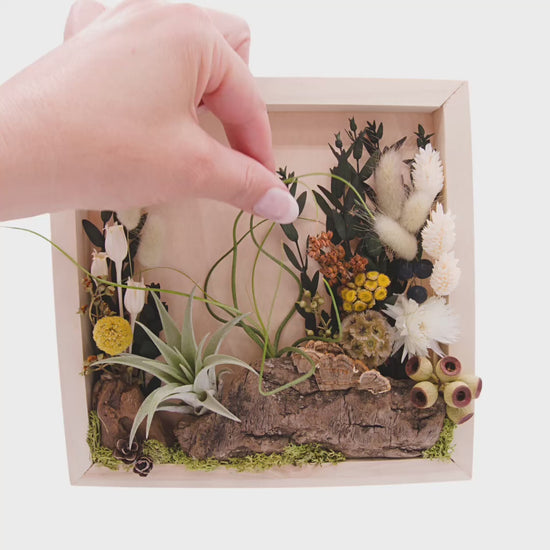 Wooden square box frame filled with dried flowers, wood, moss and two airplants or tillandsias