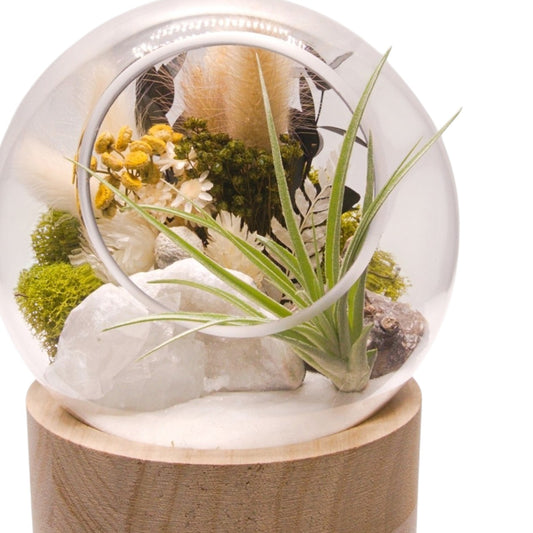 Terrarium à bulle moyen avec base en bois et cristal de quartz