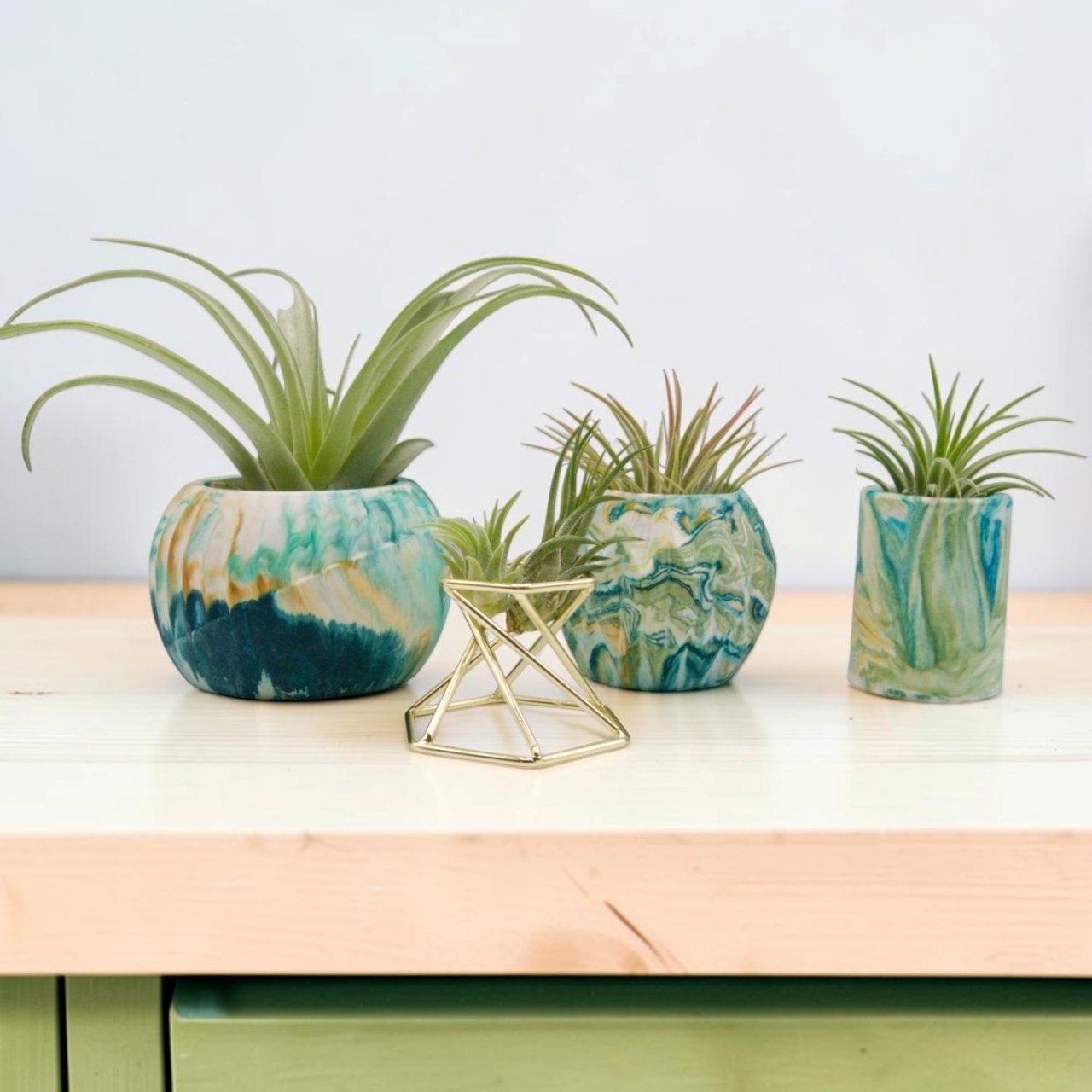 Intro to Airplants Bundle