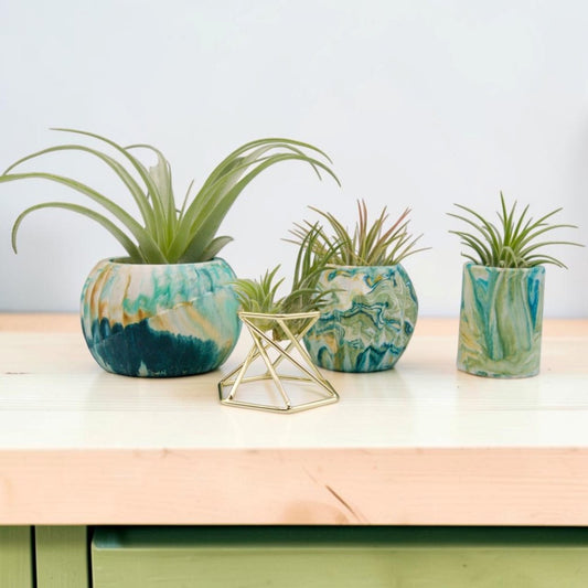 Intro to Airplants Bundle