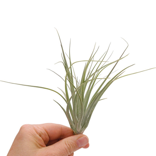 tillandsia houston dark pink