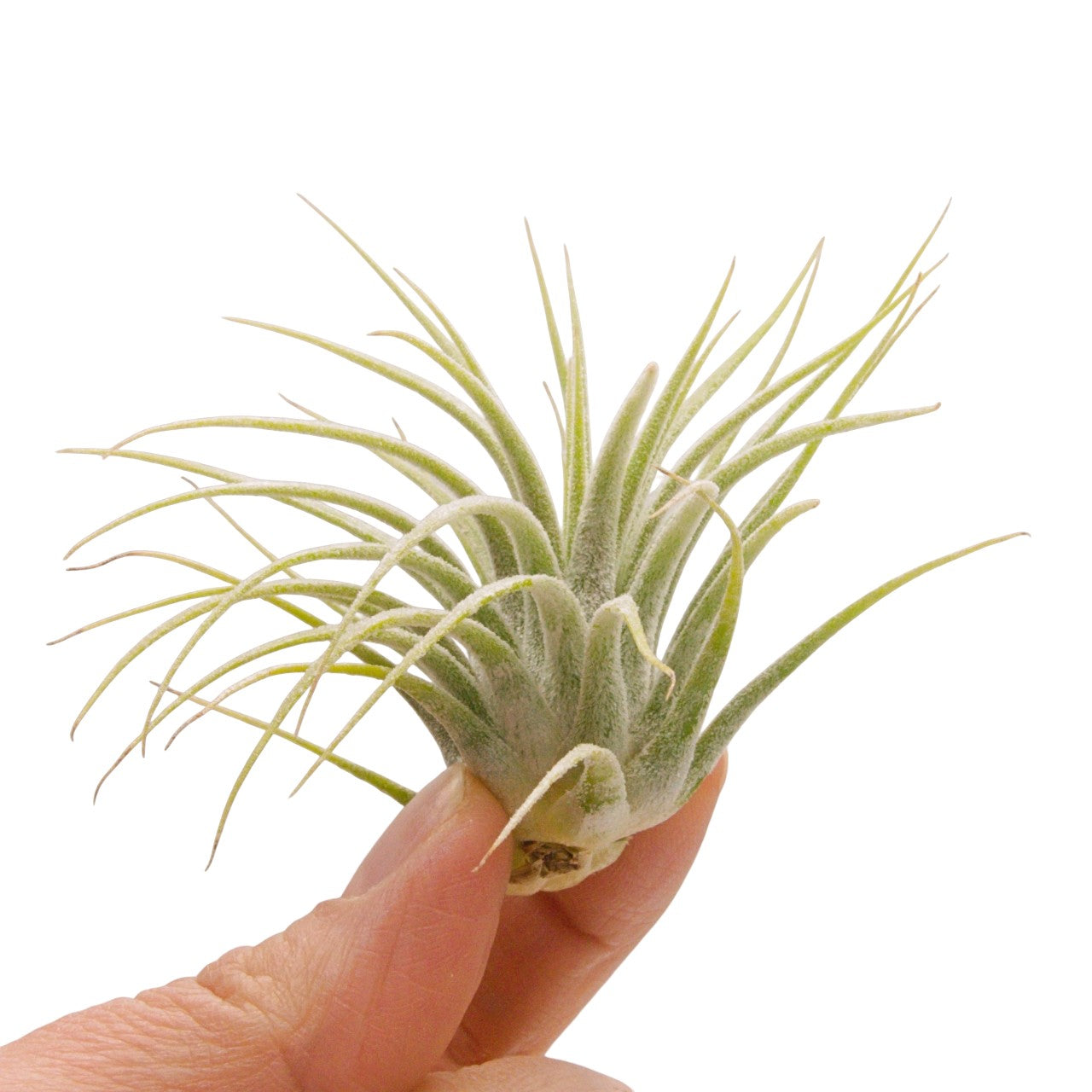 tillandsia ionantha guatemala