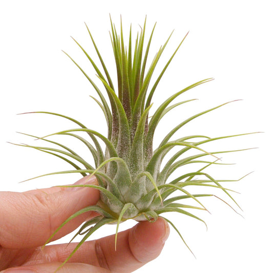 tillandsia ionantha guatemala