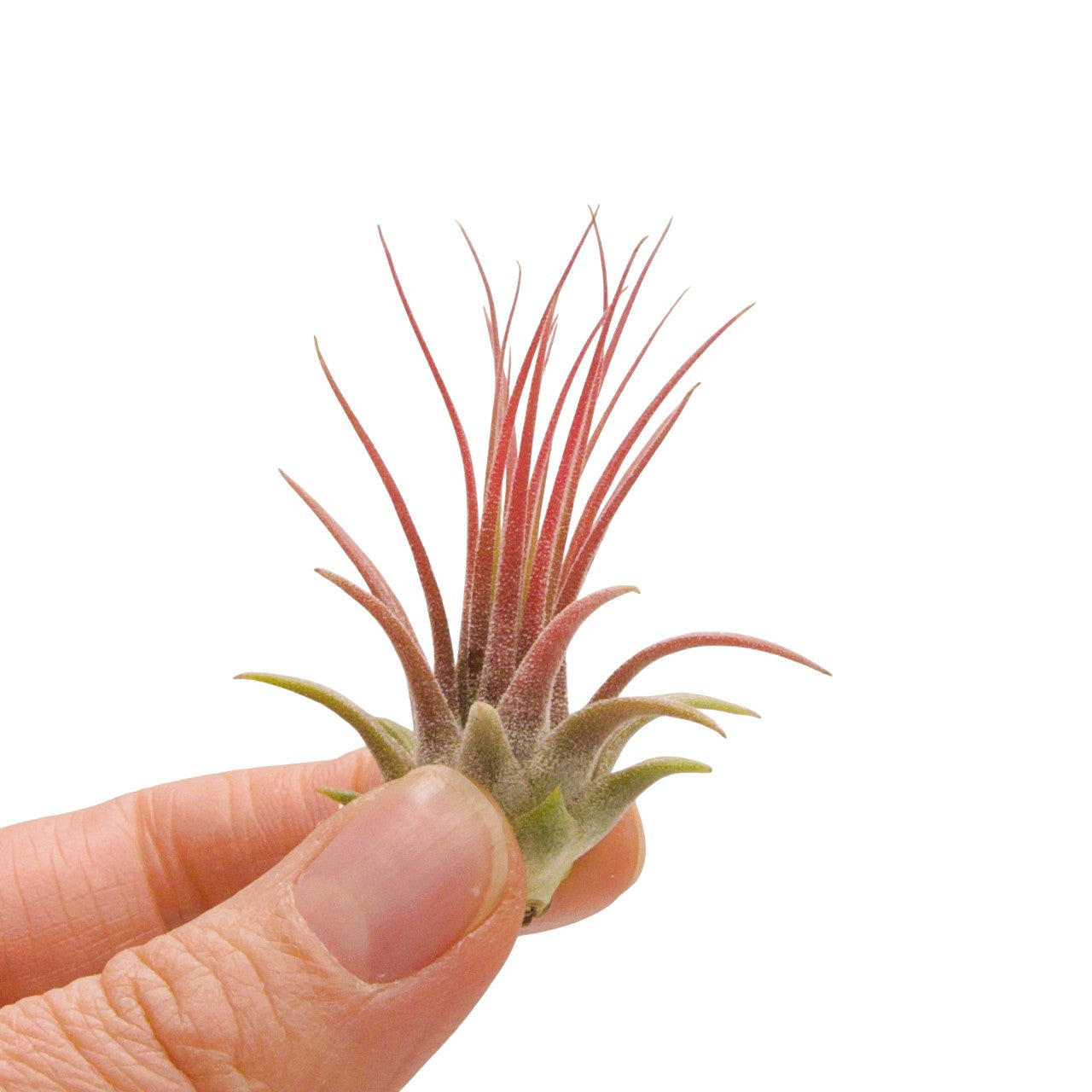 tillandsia ionantha guatemala