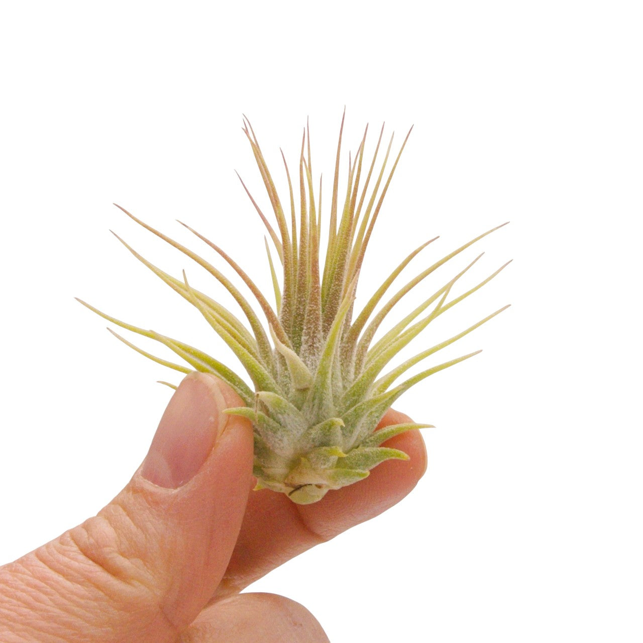 tillandsia ionantha guatemala