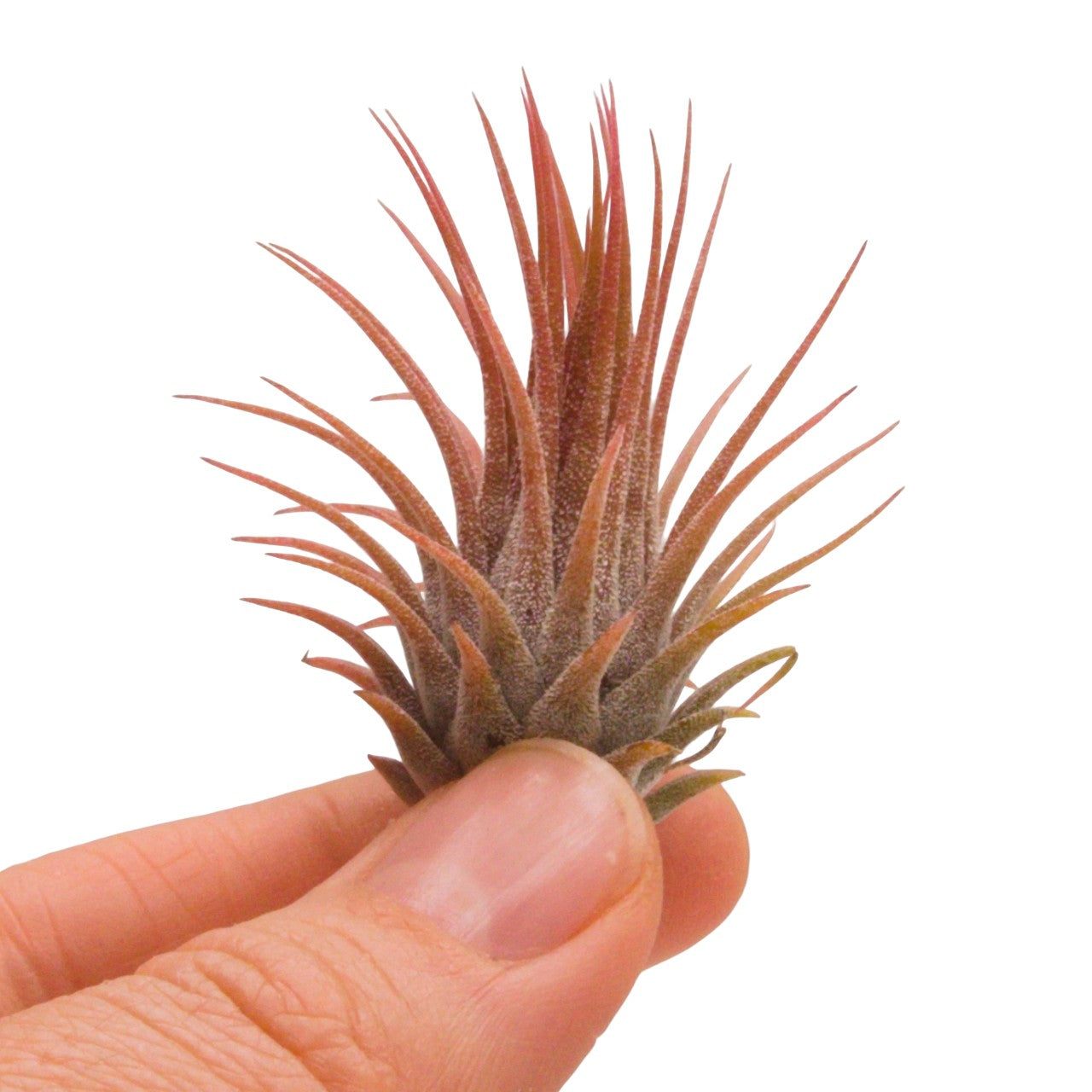 tillandsia ionantha rosita