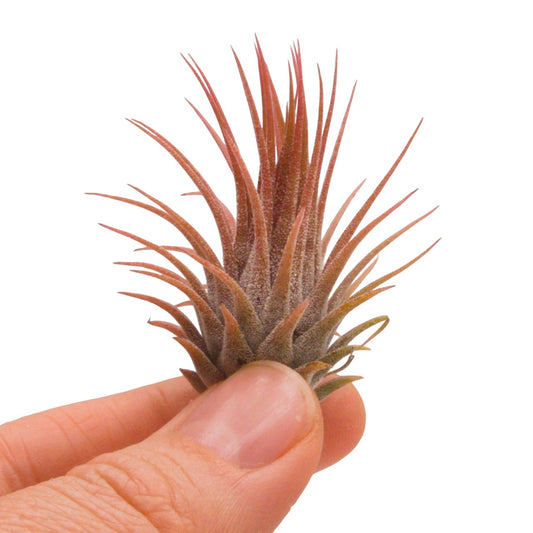tillandsia ionantha rosita