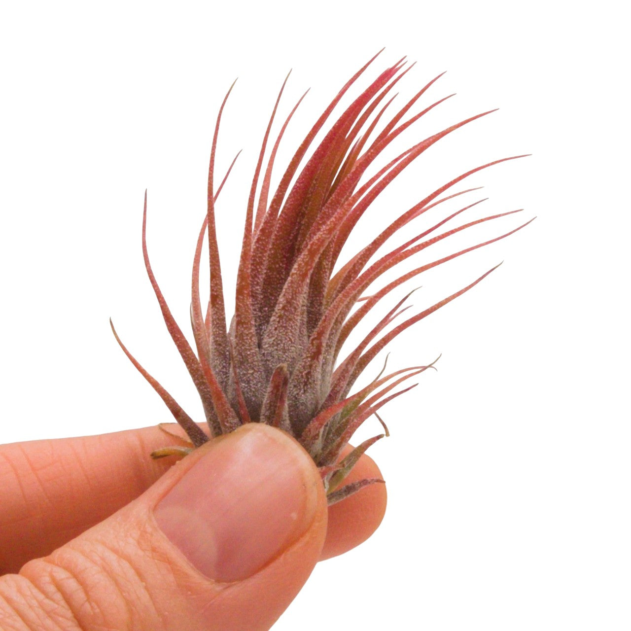 tillandsia ionantha rosita