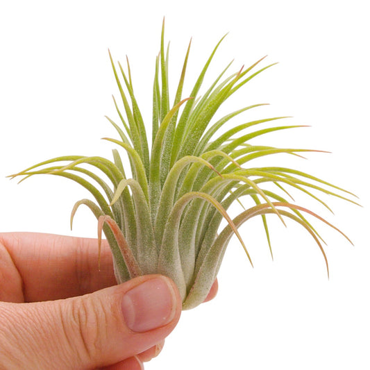 Tillandsia Ionantha Rubra Hardleaf