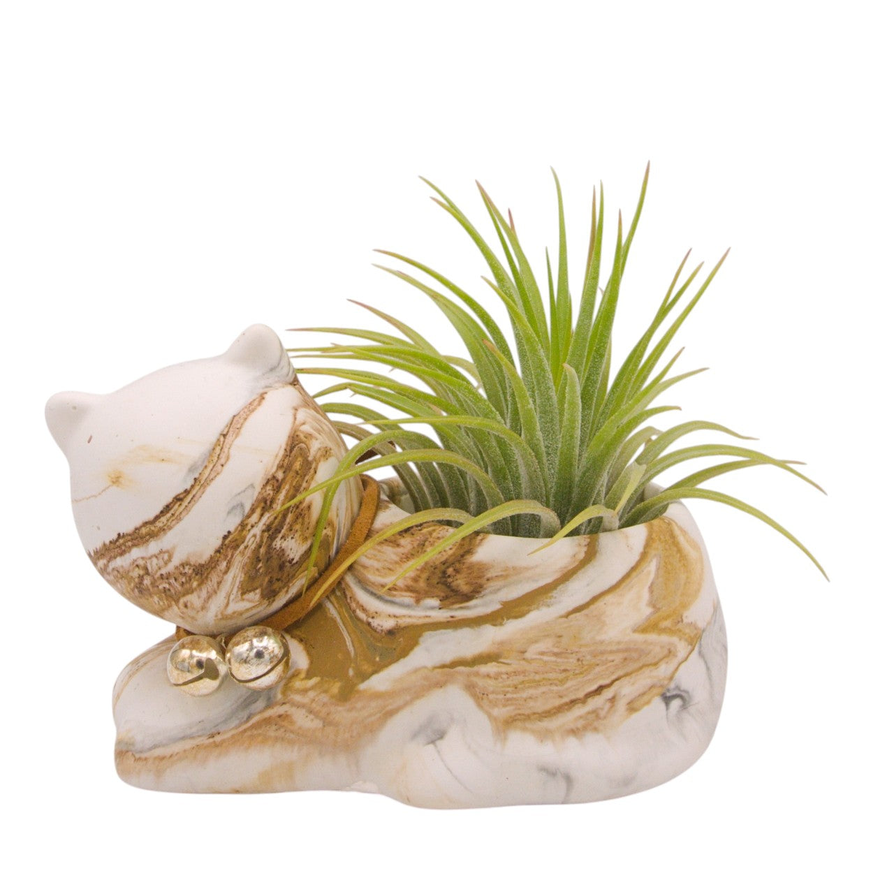 Tillandsia Ionantha Rubra Hardleaf