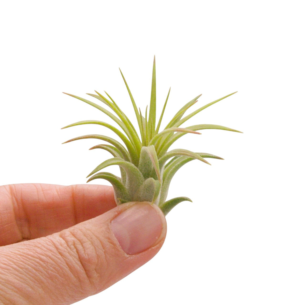 Tillandsia Ionantha Rubra Hardleaf