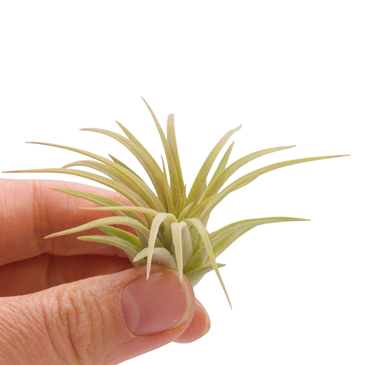 Tillandsia Ionantha Rubra Hardleaf