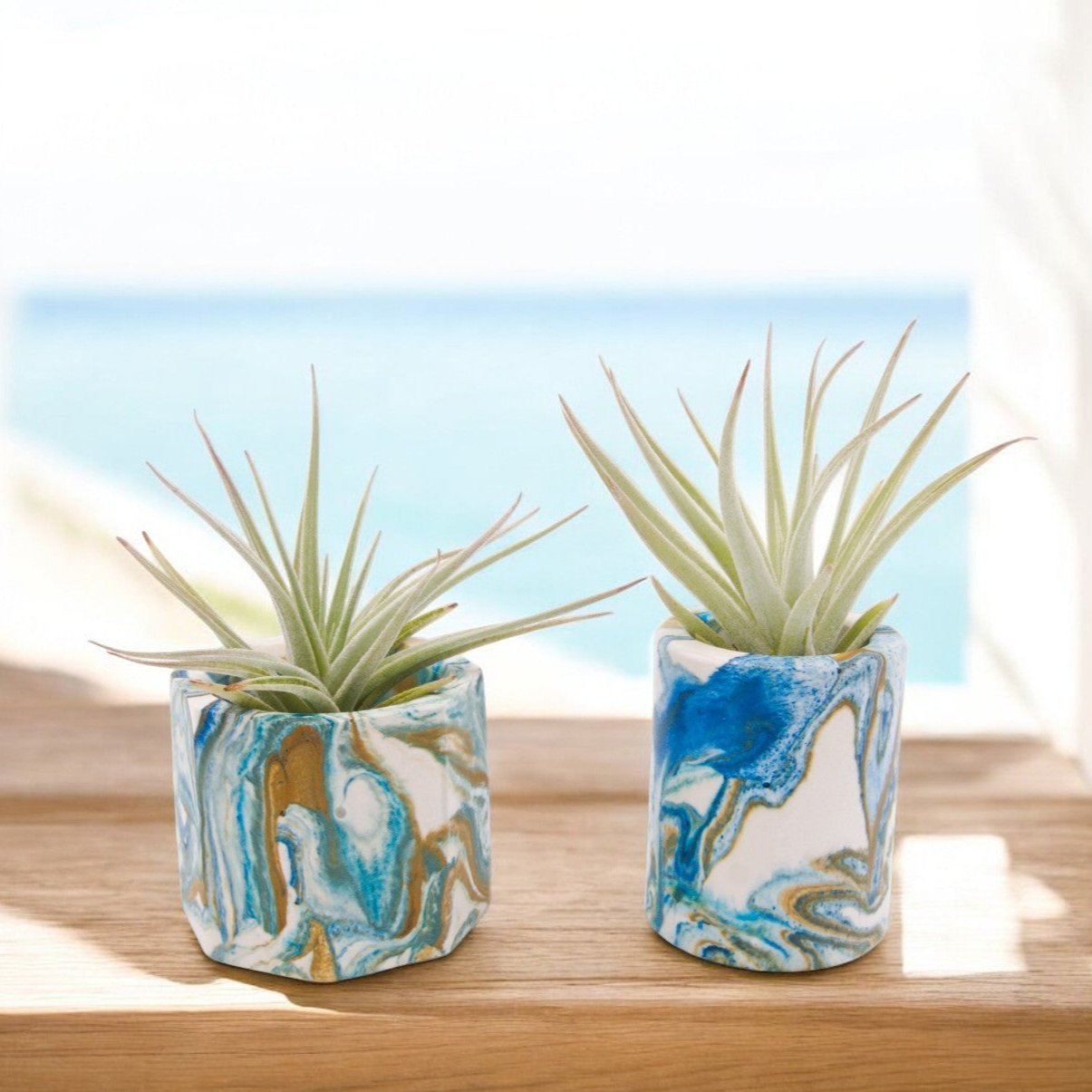 Tillandsia Jucunda