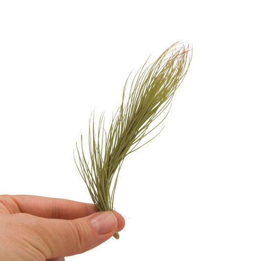 Tillandsia Funckiana